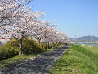 富田林・石川堤防の桜
