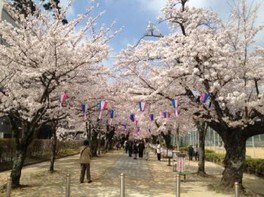 【桜・見ごろ】諏訪の桜トンネル