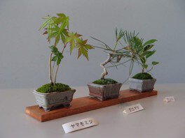 国営昭和記念公園盆栽 教室「ミニ盆栽づくり」