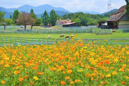【花・見ごろ】滋賀農業公園ブルーメの丘　キバナコスモス