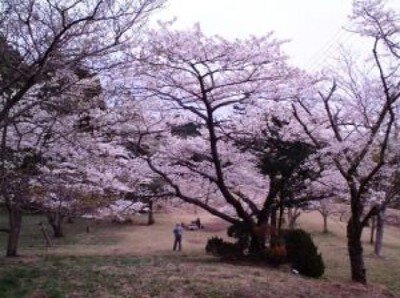 【桜・見ごろ】天母山公園