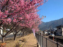 線路沿いの歩道に濃いピンクの花が春らしい色を添える