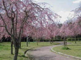 さくら池自然公園の桜