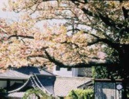 【桜・見ごろ】西光寺のオオムラザクラ