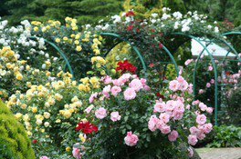 【花・見ごろ】修善寺虹の郷「ロイヤル・ローズ・ガーデン」のバラ