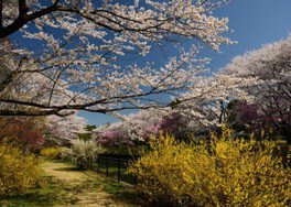 国営昭和記念公園　瀬戸豊彦写真展「東京の桜」～いろいろな桜～