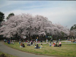 【桜・見ごろ】里見公園