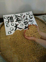借金なし大豆の種蒔きと梅仕事体験