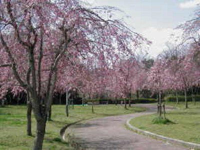 さくらいけ自然公園の桜