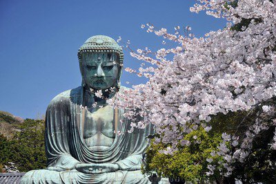 鎌倉大仏殿高徳院の桜