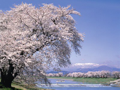 白石川堤一目千本桜・おおがわら桜まつり＜中止となりました＞