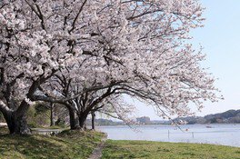 湖岸でピンクの花を咲かせる桜の木々