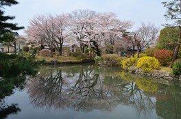 狭山池公園(東京都)の桜