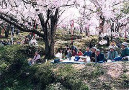 【桜・見ごろ】桜の広場
