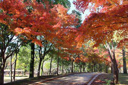 千葉県立柏の葉公園の紅葉