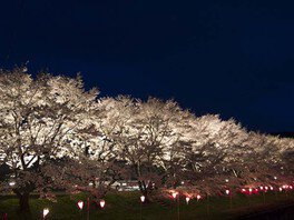 【桜・見ごろ】八重新地の桜並木