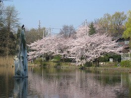 【桜・見ごろ】石神井公園