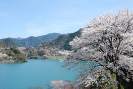 【桜・見ごろ】大渡ダム湖畔