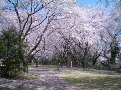 御津山園地の桜