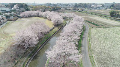 見沼田んぼの桜回廊の桜