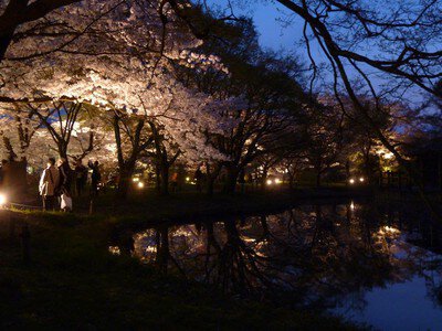 京都府の夜桜・ライトアップが楽しめる人気桜名所