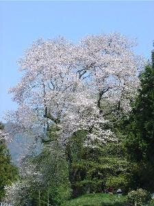 【桜・見ごろ】吉良のエドヒガン桜