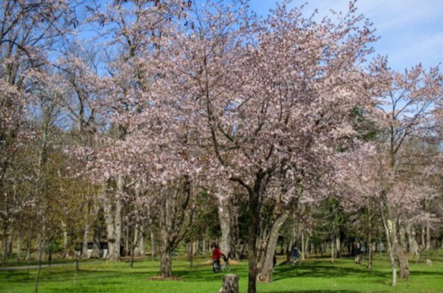 【桜・見ごろ】神楽岡公園