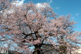 【桜・見ごろ】藤木の桜