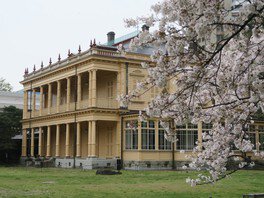 旧岩崎邸庭園の桜