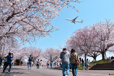 成田市さくらの山の桜