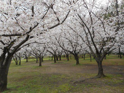 浜寺公園の桜