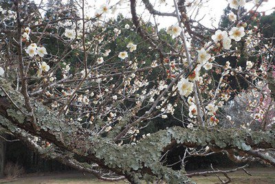 春の展示「苔松苔梅　ー春を寿ぐ うめのきごけー」