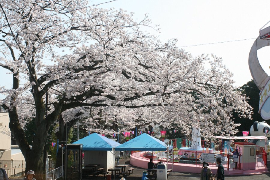 かみね公園の桜 桜名所 お花見21 ウォーカープラス