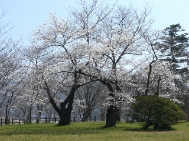 【桜・見ごろ】鳳来山公園