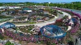 300mにわたって連なるバラの花が楽しめる