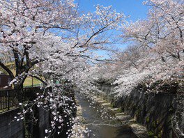 加賀公園周辺の桜