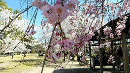 【桜・見ごろ】雪野山史跡広場「妹背の里」