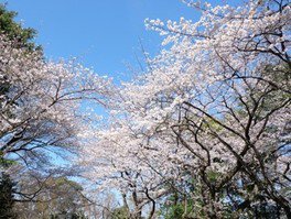 【桜・見ごろ】須和田遺跡（須和田公園）