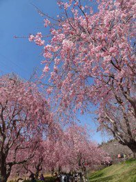 常陸風土記の丘の桜