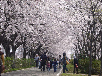 加治川堤の桜
