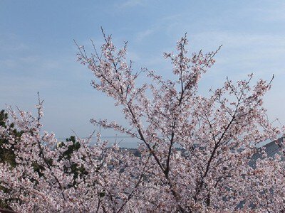 人丸山公園の桜