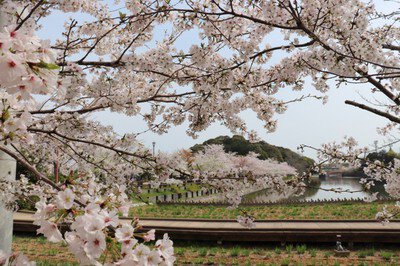 【桜・見ごろ】香川県立亀鶴公園
