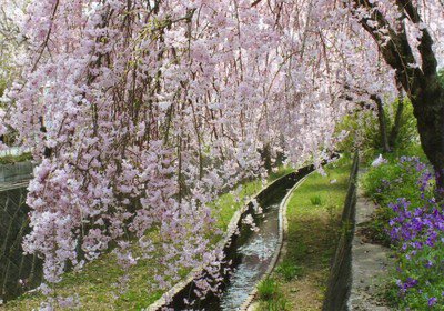 【桜・見ごろ】袋川沿い