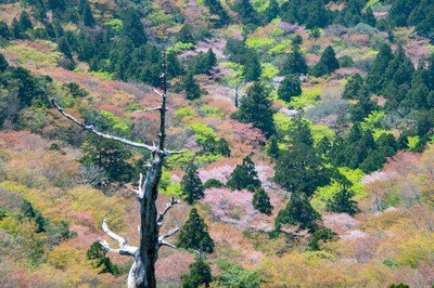 【桜・見ごろ】屋久島（白谷雲水峡・太鼓岩）のヤマザクラ