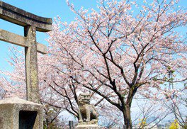 【桜・見ごろ】丸山八幡神社