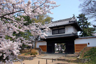 亀城公園の桜(茨城県)
