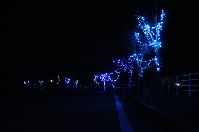 クリスマスツリーと街路樹のライトアップ 南島原市立有馬小学校グラウンド