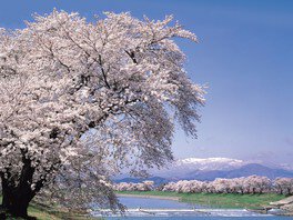 川と桜並木が美しい
