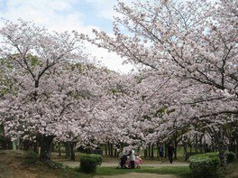 石ケ谷公園の桜