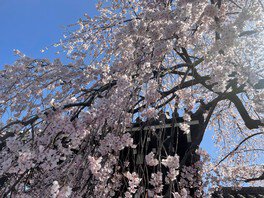 聖護院門跡の桜